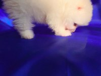 Dişi Pomeranian Boo