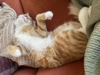 çok tatlı ve oyuncu bir kedi yuva arıyor acil