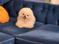 KARBEYAZ 1 YAŞ TEACUP ERKEK POMERANİAN