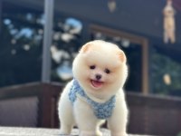 Yavru Pomeranian Boo Köpekler