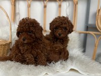 Toy poodle bebekler