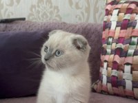 Blue Point Dişi Erkek Yavru Scottish Fold
