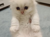 Scottish straight ve scottish fold yavrularım