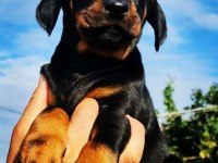 S400 FÜZESİ DOBERMAN PANTERLER