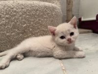 Kedilerimize yuva arıyoruz