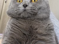 Oğluma british shorthair eş arıyorum