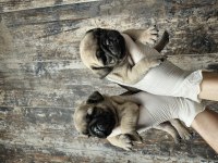 HARIKA KALITEDE PUG MOBS YAVRULARIMIZ