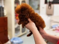 Micro Kore Poodle Yavrularımız