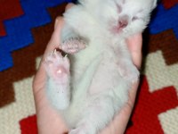 Çakır gözlü kar beyazı renk scottish fold