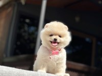 A Kalite Pomeranian Boo