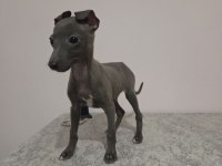 İtalyan tazısı Italian Greyhound Dişi ve erkek yavrular