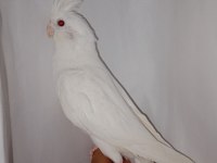 Albino Heavy Full Evcil Sultan Papağanı