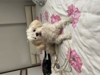 Oyuncu 8 aylık erkek maltipoo
