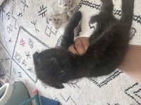Minik scottish fold yavrularım yeni yuvalarını arıyor!