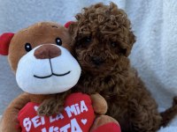 Tatlış Toy Poodle Yavruları