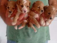Badem şekerleri maltipoo