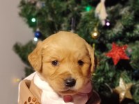 Baby face golden retriever bebekler