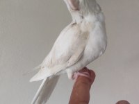 El besleme albino yavru sultan papağanı