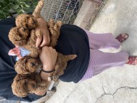 Toy poodle bebekler