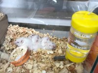 Gonzales hamster 1 aylık yavrular