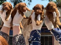 Toy poodle yavru köpeklerim