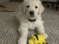 Muhteşem Golden Retriever Yavrularımız