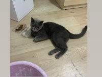 Kedimiz dışarıda yapamıyor (ücretsiz sahiplendirilir)