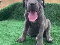 Dev cane corso yavruları