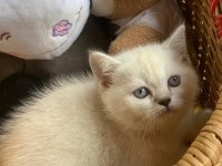 Orijinal british shorthair yavruları