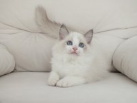 Full şecereli ragdoll yavruları