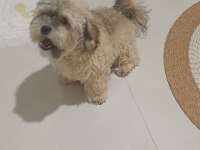 Shih Poo Yavrumuz