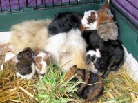 Guineapig Yavrular Aynı Gün Set Halinde Teslim Edilir