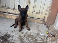 A kalite yavru hızlı olan kazanır