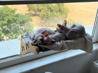 1.5 Aylık Dişi Yavru Sphynx