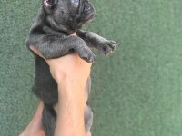 A+ KALİTE BLUE FRENCH BULLDOG YAVRULAR