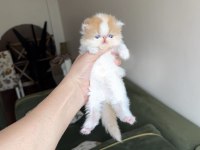 Exotic Shorthair Show Snoopy Dişi Bebek