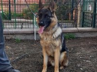 SHOW KALİTE ŞECERELİ ALMAN KURDU YAVRUMUZ
