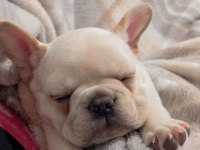 Satılık yavru french bulldog
