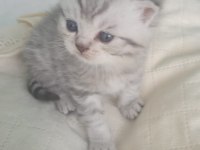 İki aylık scottish fold erkek