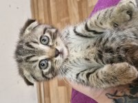 2 aylık scottish fold