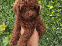 Toy Poodle yavrular