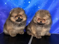 Pomeranian ayıcık yavrularımız
