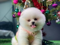 Boo Pomeranian Teddy Bear