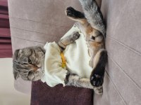 Scottish fold erkek kedi tüm eşyaları ile birlikte
