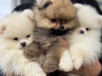 Petmode köpek çiftliğinde ziyarete açık pomeranian