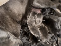 Yeni sağlam cane corso yavruları