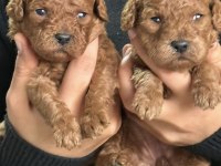 Toypoodle sevimli yavrular 