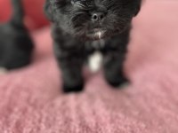 Safkan Shih tzu yavruları