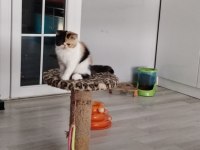 CFA KAYITLI ANNE VE BABA YAVRU KEDİMİZ
