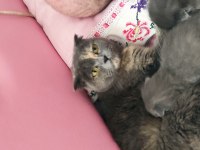 Uygun puanlı scottish fold sahiplendirme ilanıdır